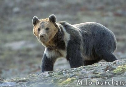 Tibetan Bear